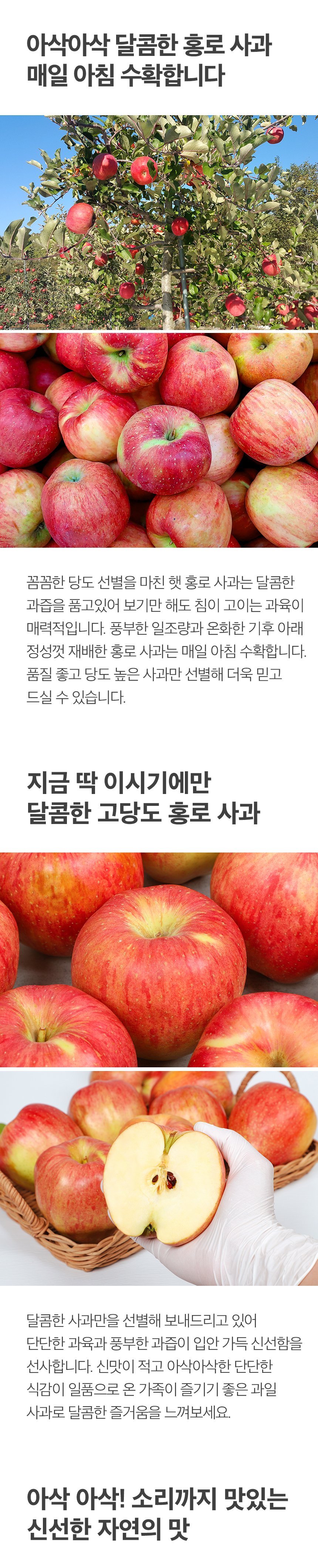 달달한 가을 사과 홍로/아리수 사과 팔아요~~ 상세 5