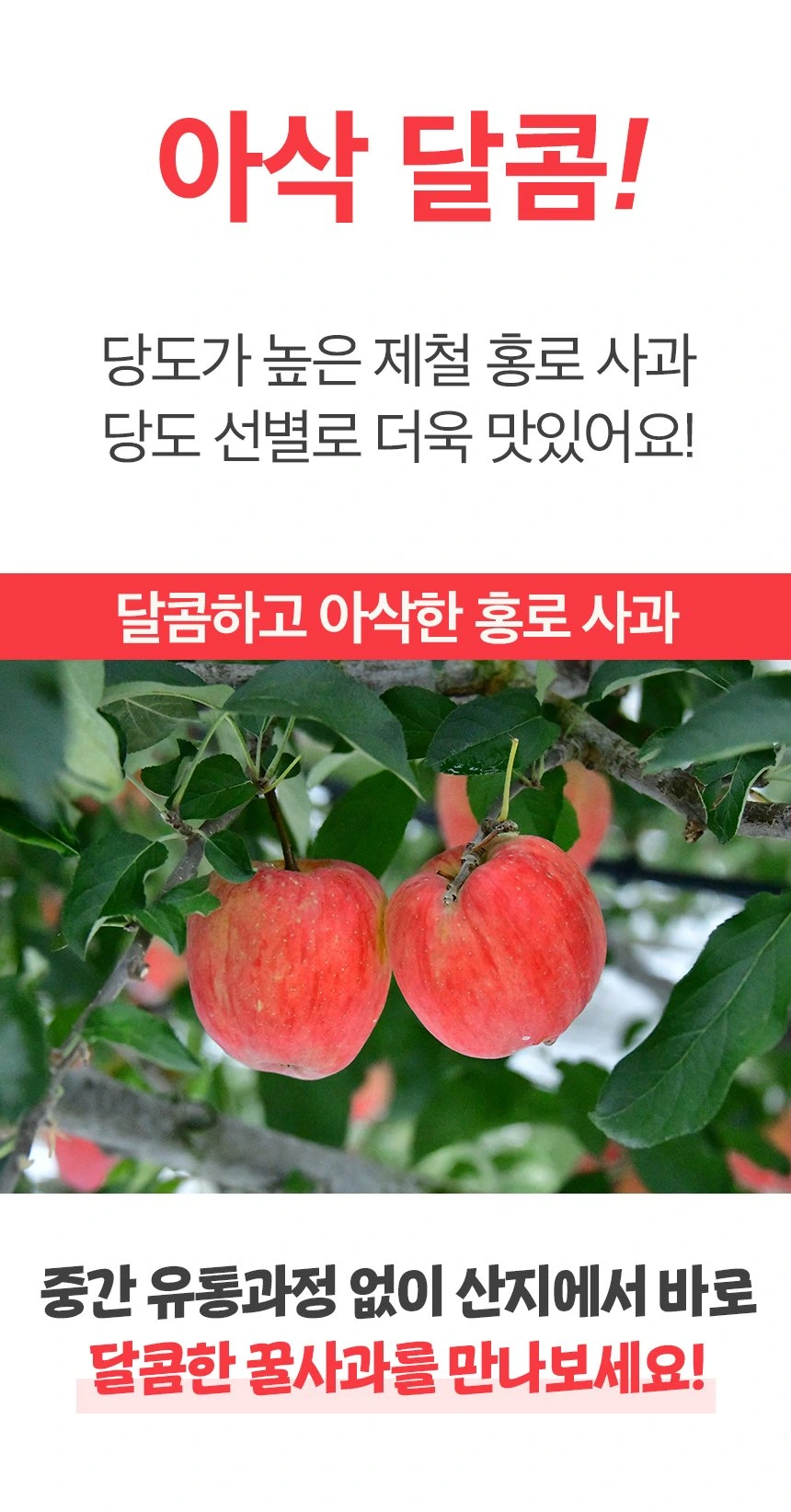 달달한 가을 사과 홍로/아리수 사과 팔아요~~ 상세 4